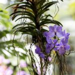 Orquídea vanda: cultivo de raiz nua em cesta suspensa