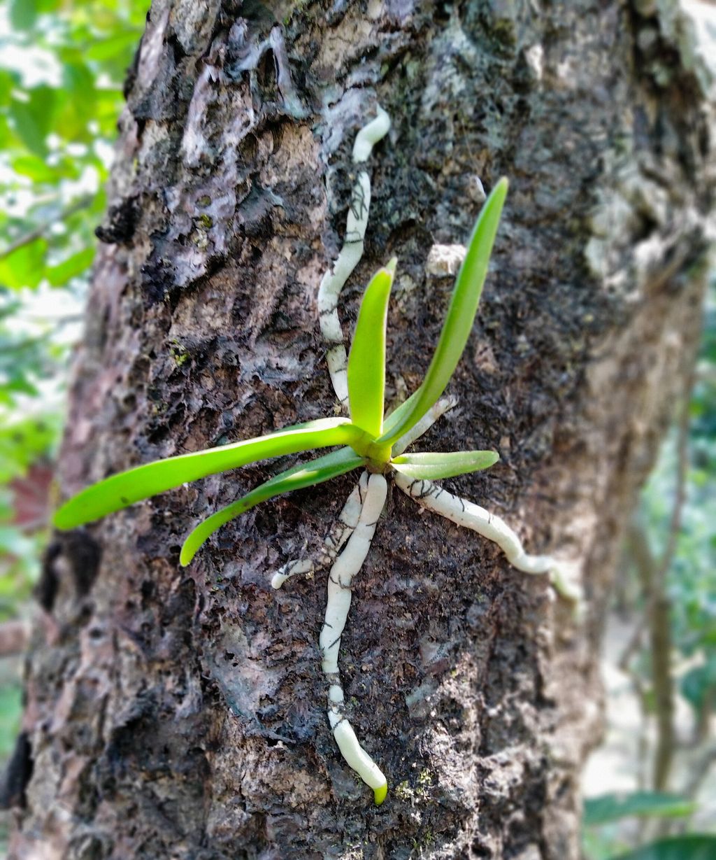 Orquídea vanda presa ao tronco de uma árvore, com raízes brancas e grossas agarradas à casca
