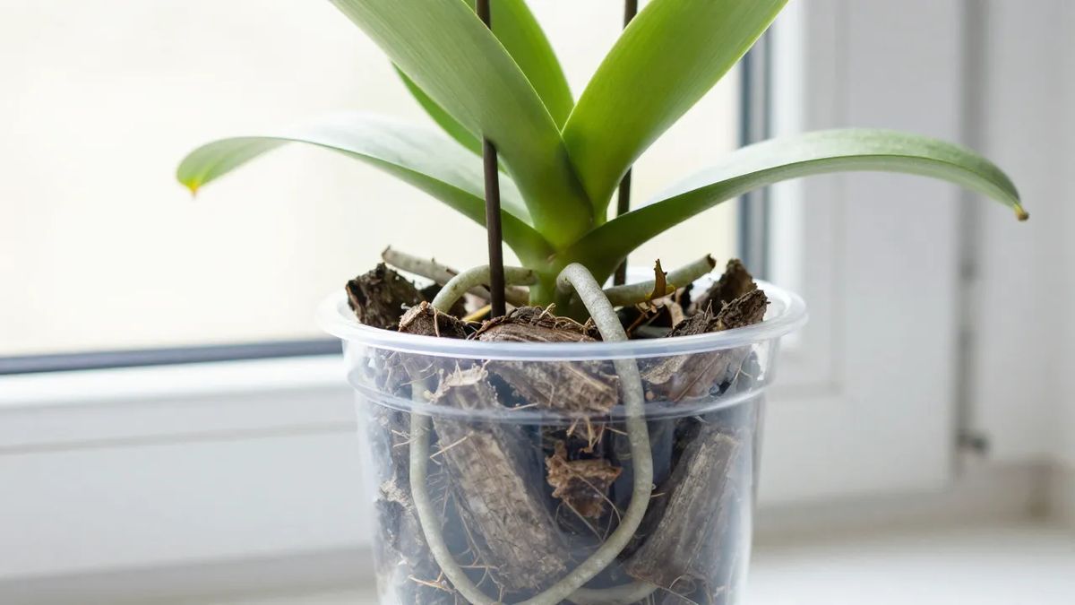 Orquídea Phalaenopsis em vaso transparente com casca de pinus e raízes visíveis