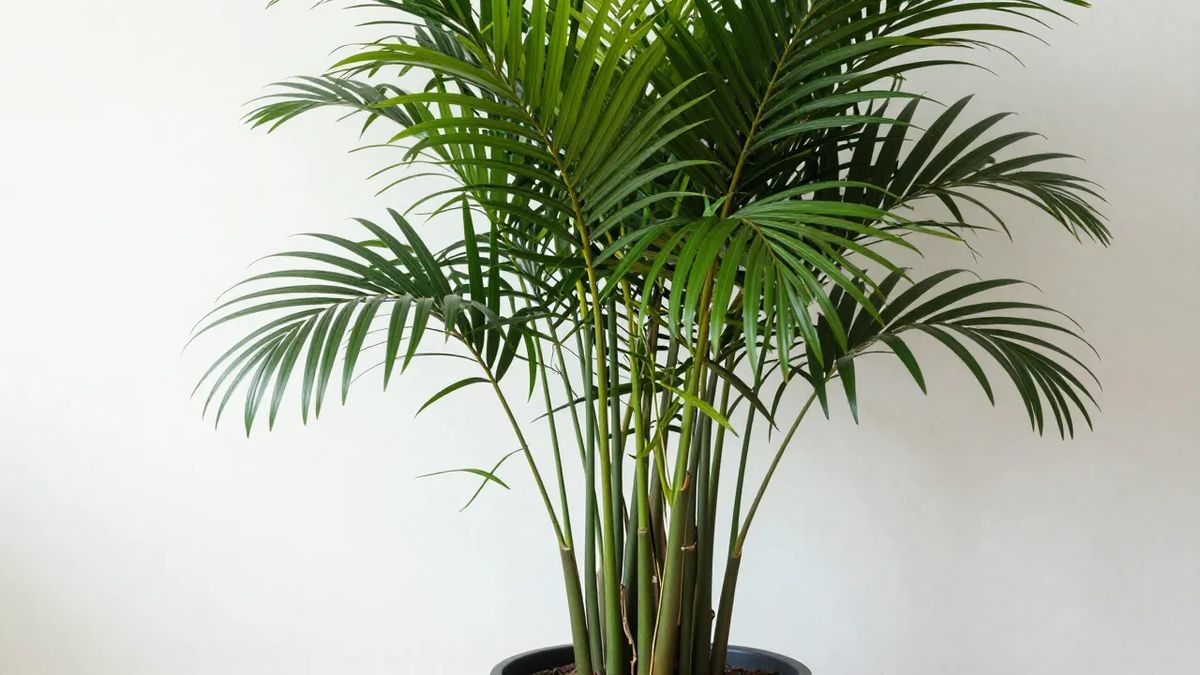 Palmeira areca-bambu em vaso grande e fundo dentro de casa