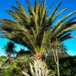 Palmeira fênix: as duas espécies e cuidados no cultivo