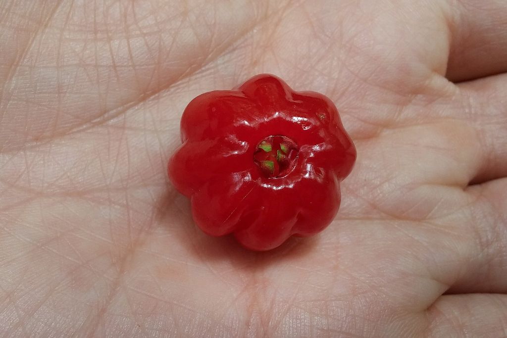 Pitanga madura vermelha e costelada na palma da mão