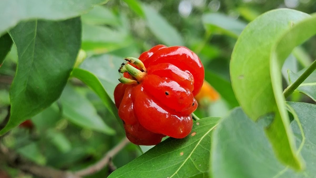 Pitangueira: cultivo em vaso, poda e uso como cerca viva