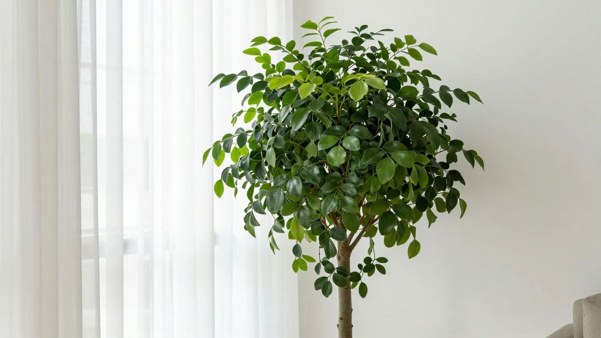Planta-da-felicidade junto à janela clara com cortina fina