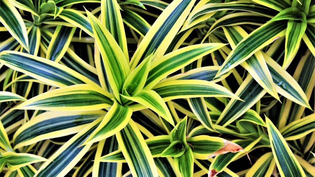 Pleomele: cuidados, luz e diferença para as dracenas