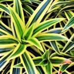Pleomele: cuidados, luz e diferença para as dracenas