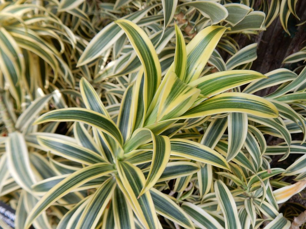 Rosetas de folhas estreitas e listradas de pleomele