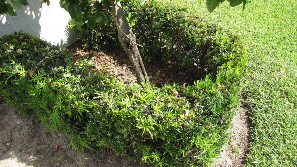 Podocarpo: crescimento lento, poda, topiaria e vaso