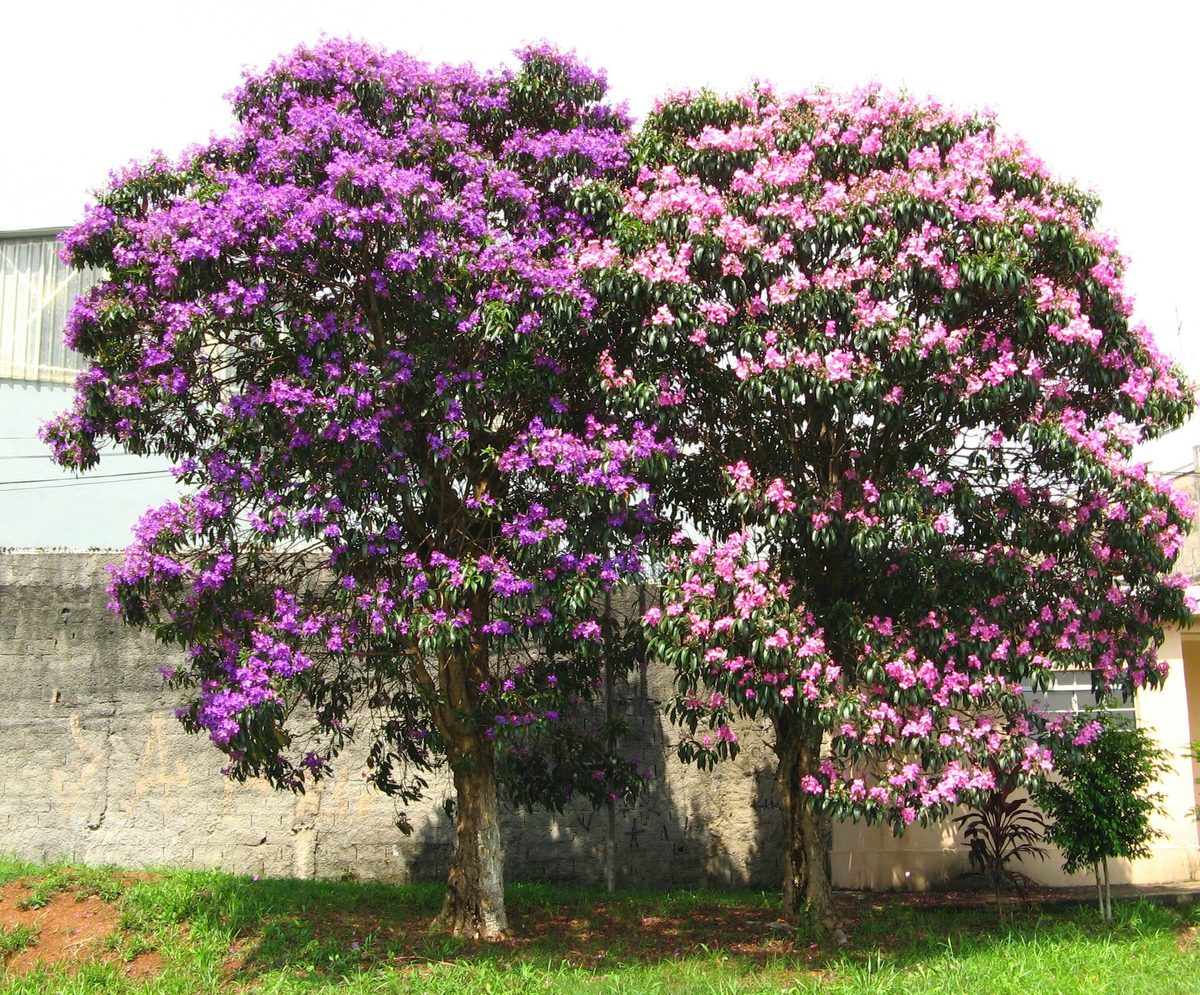 Duas quaresmeiras adultas em florada plena, uma roxa e uma rosa, com porte de árvore de rua