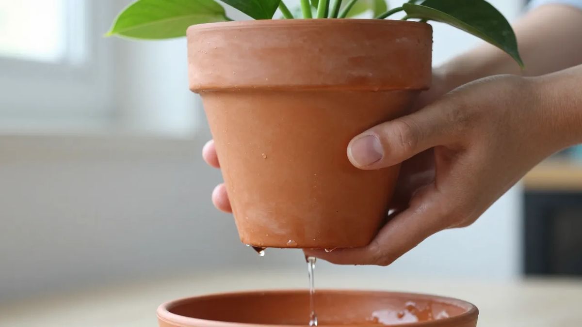 Água escorrendo pelo furo de drenagem do vaso após rega completa