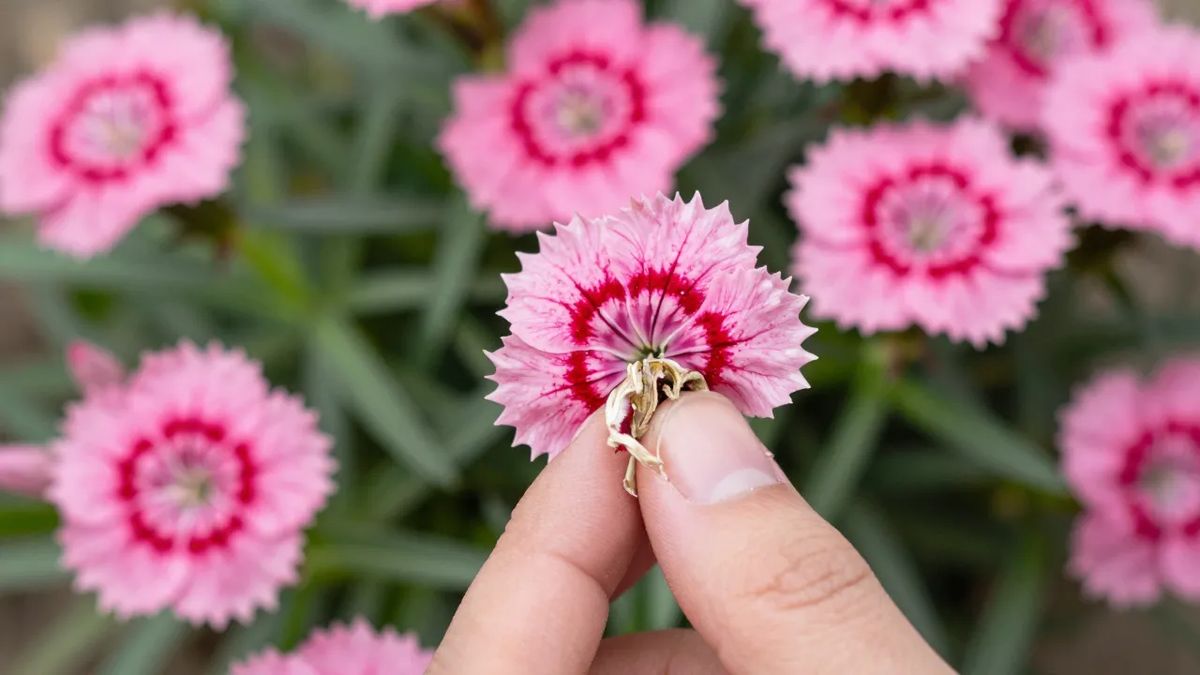 Dedos retirando flor murcha de cravina para prolongar a floração