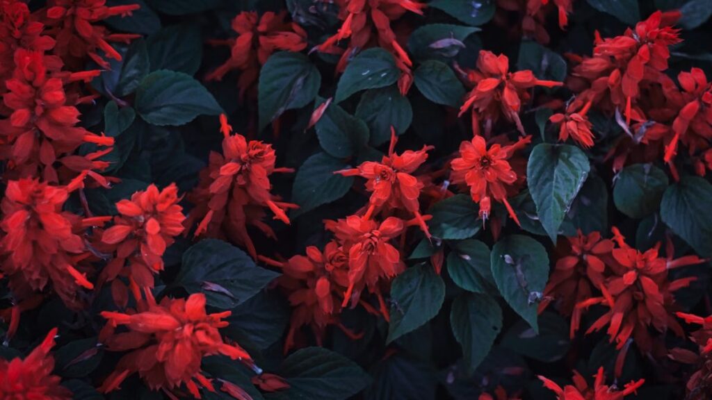 Sálvia: as aromáticas e as ornamentais do mesmo gênero