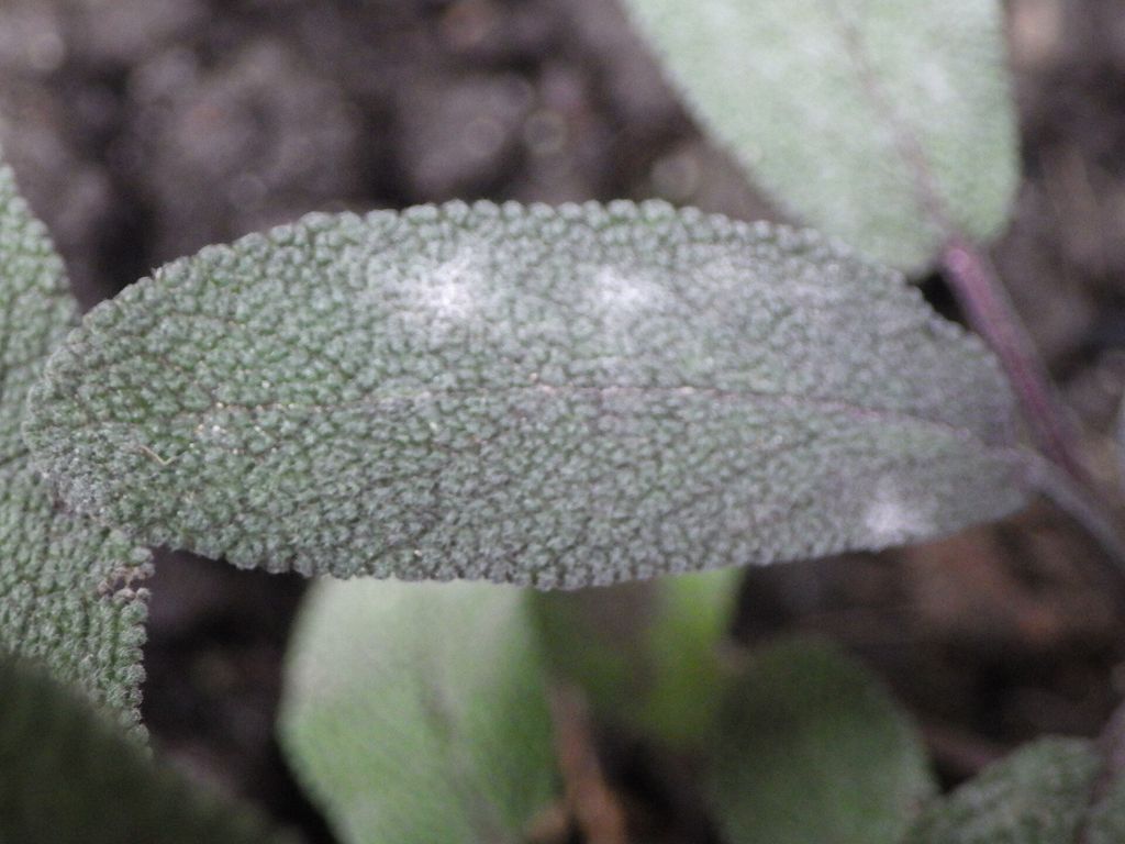 Folha de sálvia aromática vista de perto, com superfície rugosa e cor verde-acinzentada