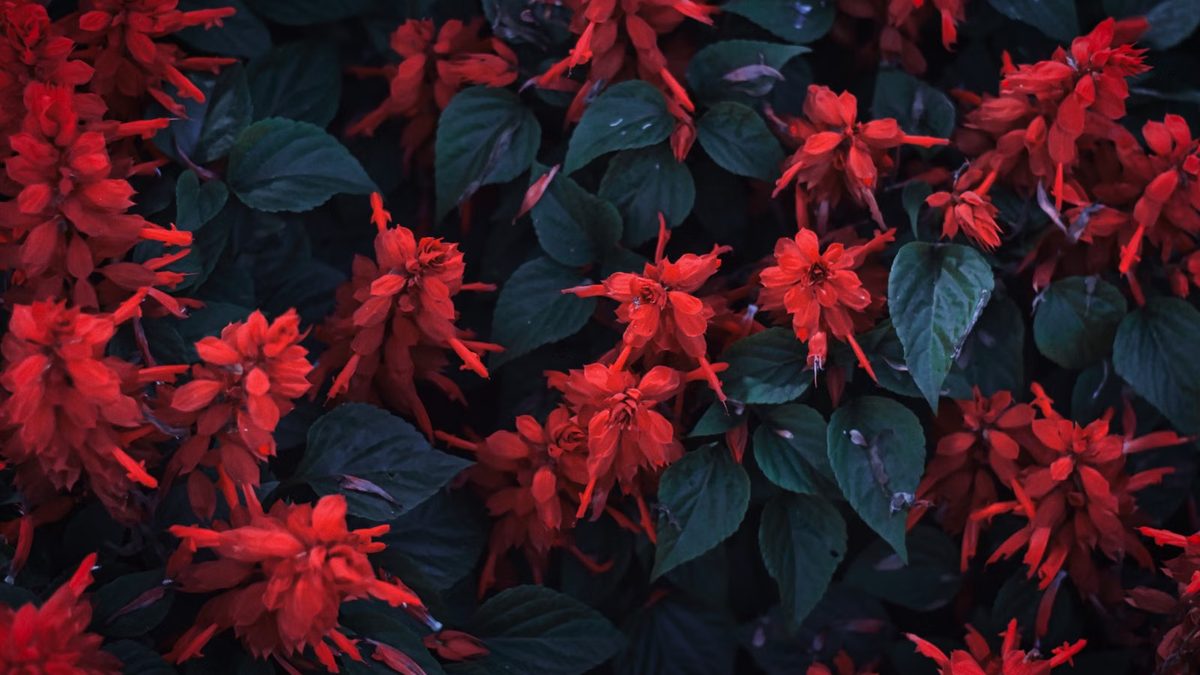 Sálvia: as aromáticas e as ornamentais do mesmo gênero
