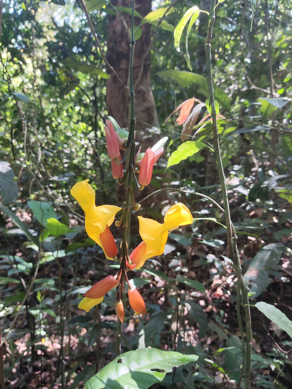 Cacho pendente de sapatinho-de-judia com flores encaixadas duas a duas, em amarelo e vinho