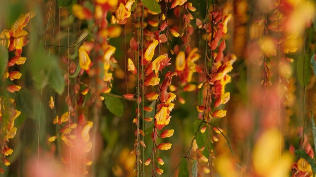 Sapatinho de judia: o suporte que a floração pendente exige