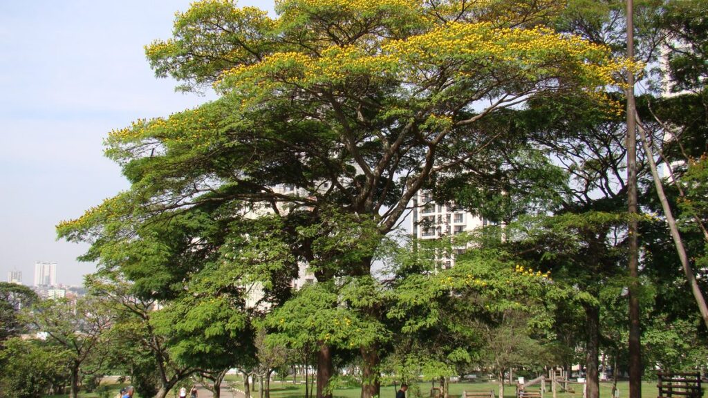 Sibipiruna: a árvore de flor amarela das ruas e como plantar
