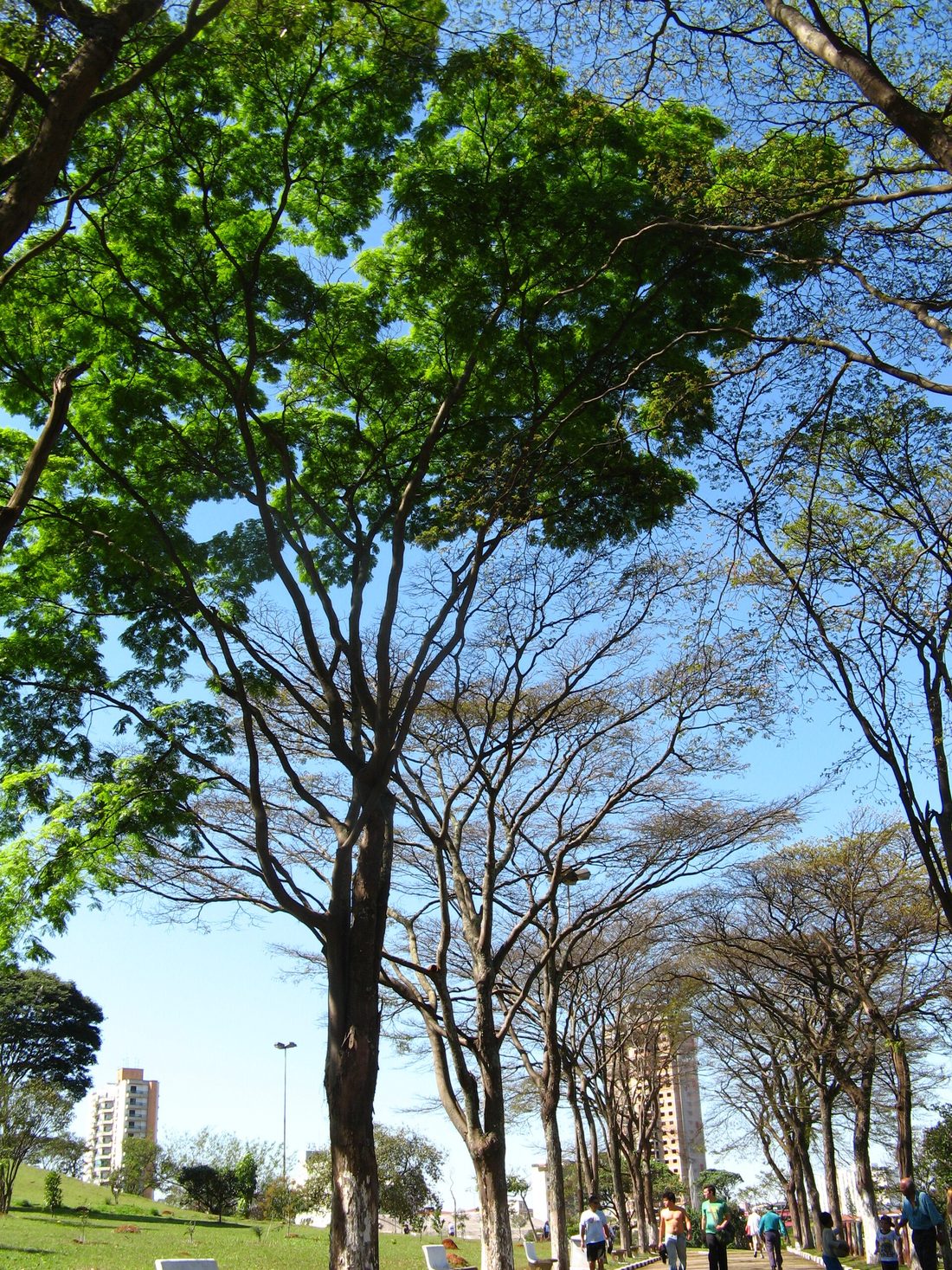 Corredor de sibipirunas adultas num parque urbano, com copas largas e pessoas caminhando embaixo