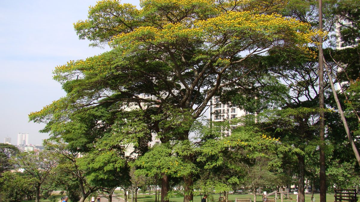 Sibipiruna: a árvore de flor amarela das ruas e como plantar