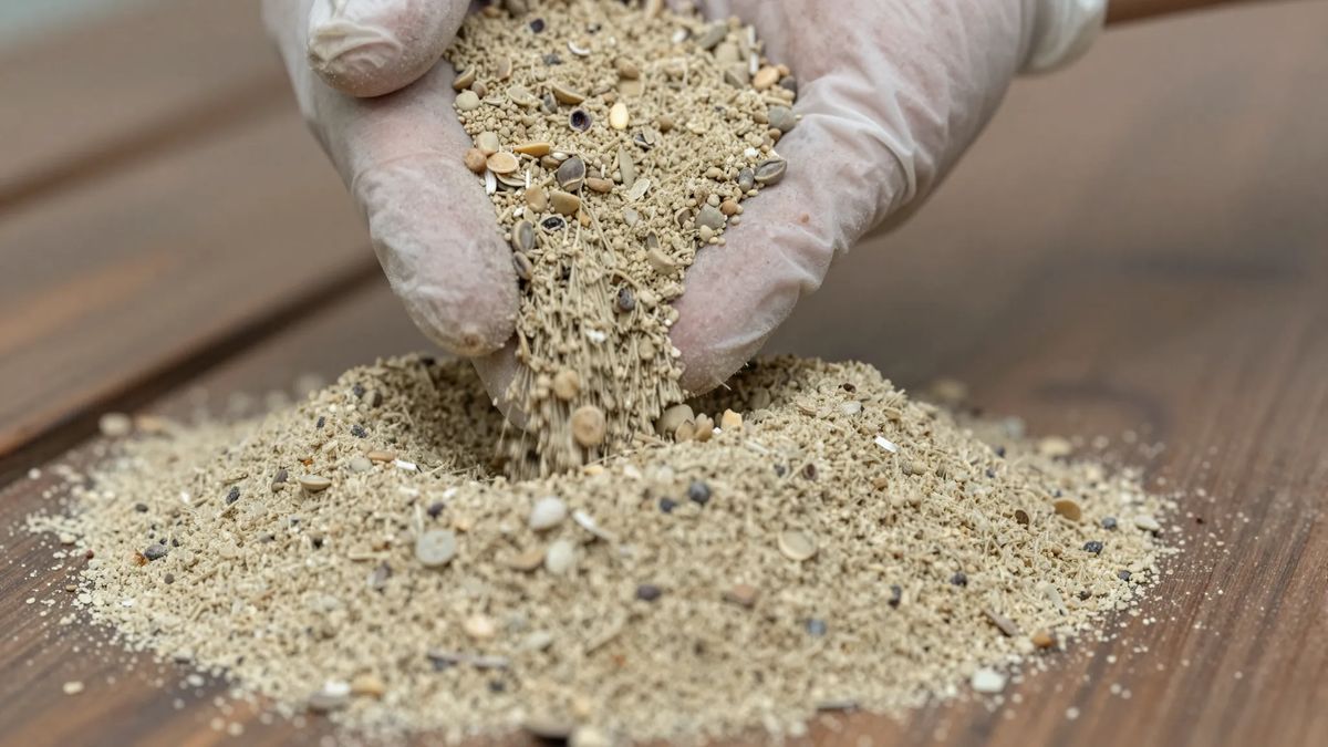 Torta de mamona em farelo claro sendo manuseada com luvas sobre uma bancada