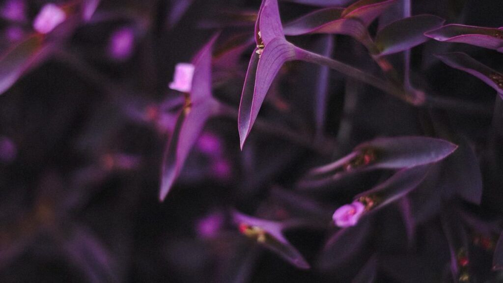 Como cuidar de trapoeraba roxa (Tradescantia pallida)