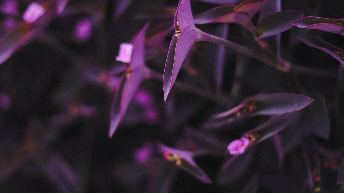 Como cuidar de trapoeraba roxa (Tradescantia pallida)