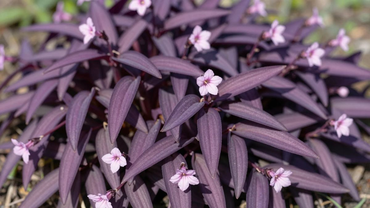Touceira de trapoeraba roxa em sol pleno, com as folhas em roxo intenso