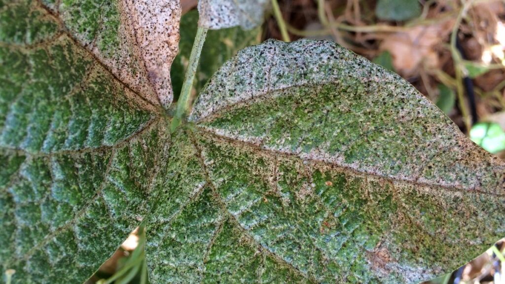 Tripes: como identificar o dano e tratar a planta