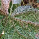 Tripes: como identificar o dano e tratar a planta