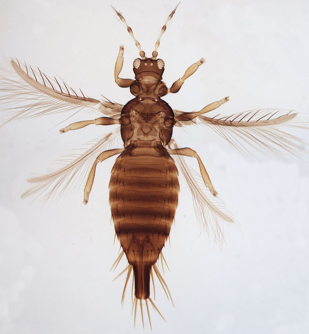 Tripes visto ao microscópio, com corpo alongado e asas franjadas