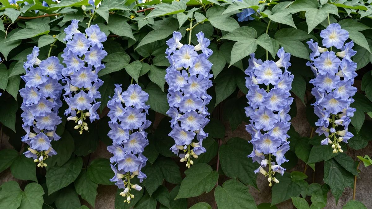 Tumbérgia-azul com flores grandes em cachos pendentes cobrindo um muro