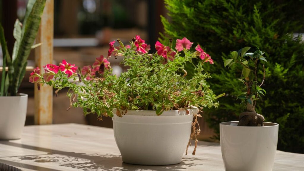 Vaso decorativo: como escolher sem prejudicar a planta