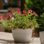 Vaso decorativo: como escolher sem prejudicar a planta