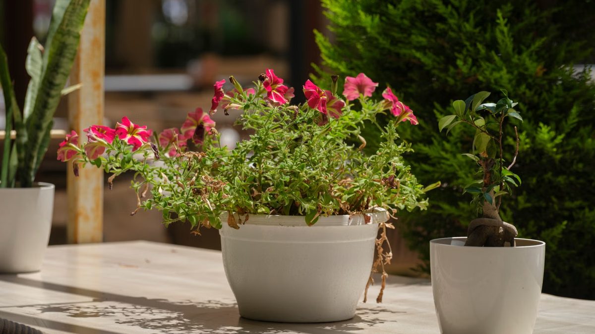 Vaso decorativo: como escolher sem prejudicar a planta