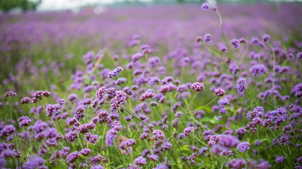 Verbena: como plantar e cuidar da forração florida