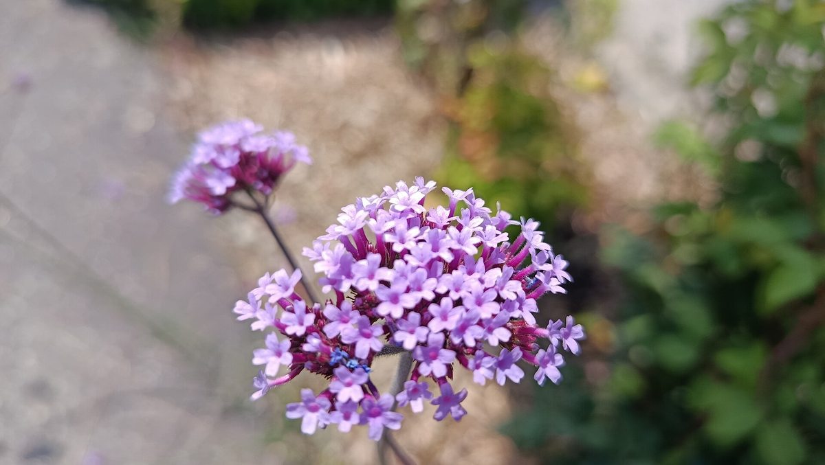 Umbela achatada de florzinhas lilás de verbena candelabro sobre haste fina e ereta