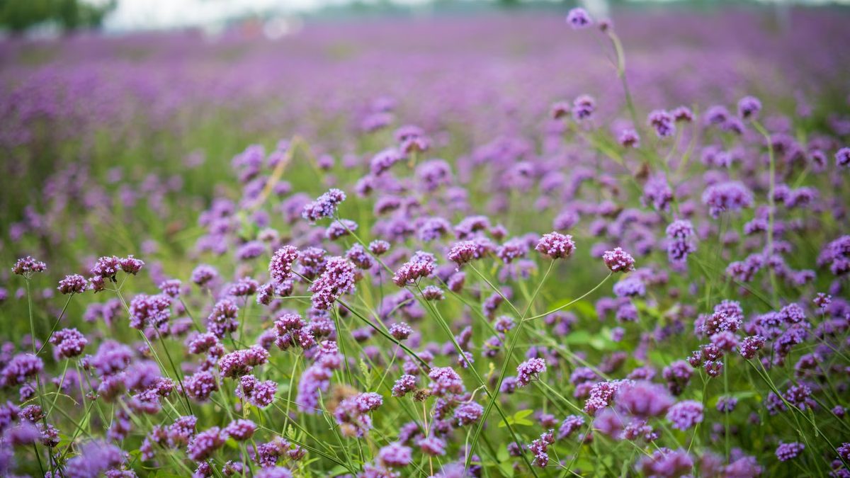 Verbena: como plantar e cuidar da forração florida