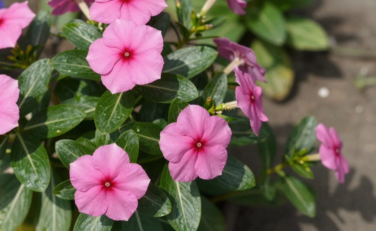 Flores de Catharanthus roseus com cinco pétalas planas e olho contrastante, sobre folhagem verde-escura lustrosa
