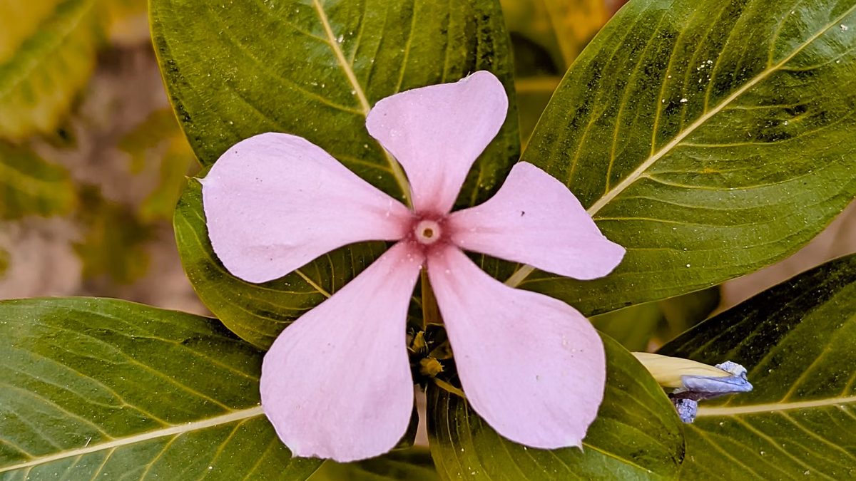 Vinca: a forração de sol que floresce no calor forte