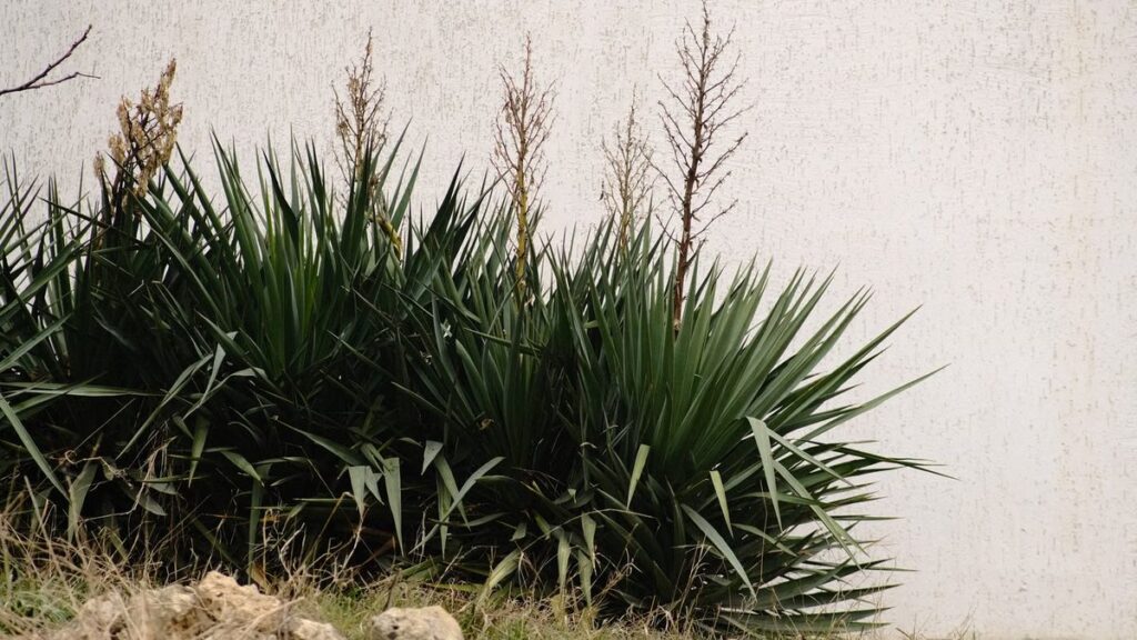 Yucca: espécies com e sem espinho, riscos e cultivo