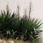 Yucca: espécies com e sem espinho, riscos e cultivo