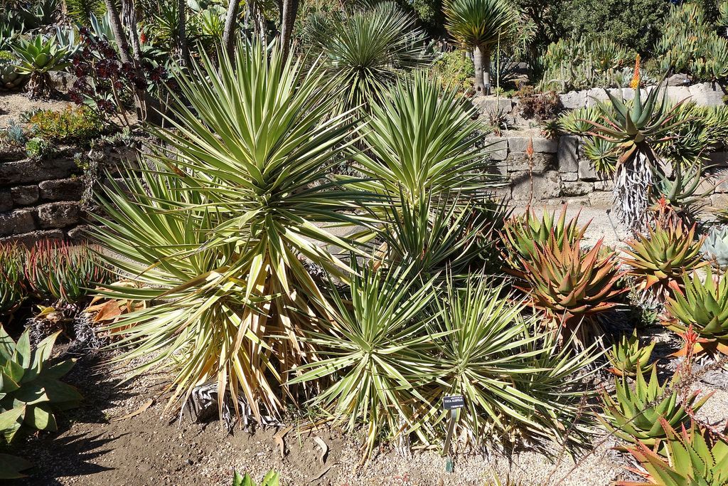 Rosetas de yucca em jardim de pedras, com folhas rígidas terminando em ponta