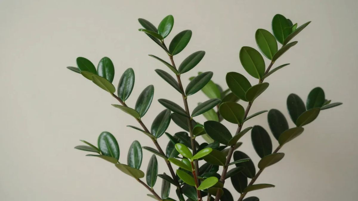 Folhas brilhantes da zamioculca, planta da família das aráceas